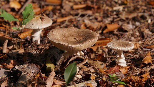 Close-up of mushrooms growing on field