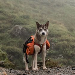 Portrait of dog standing on land