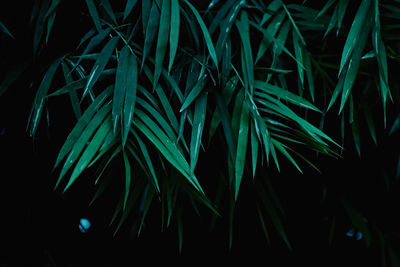 Close-up of green leaves at night