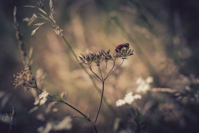 Close-up of red flowering plant on field