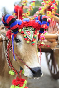 Close-up of an cow