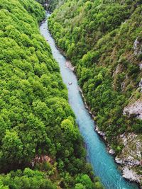 High angle view of river amidst trees