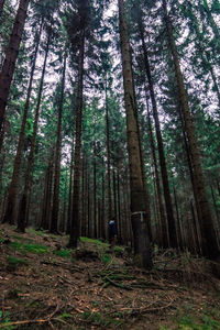 Man standing amidst trees in forest