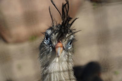 Close-up portrait of a bird siriema