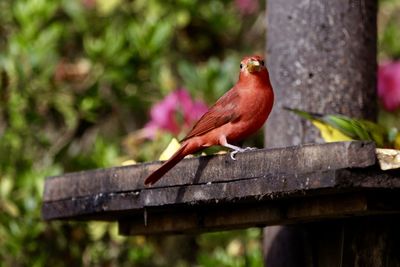 Close-up of bird perching on feeder