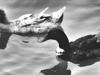 Birds swimming in lake