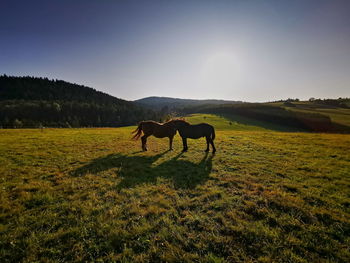 Horses in a field