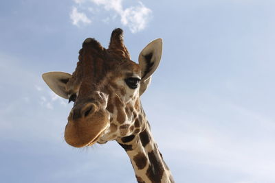 Close-up of a giraffe against the sky
