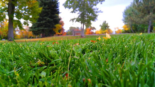 View of grassy field in garden