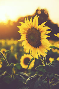 Close-up of blooming sunflowers against sky during sunset