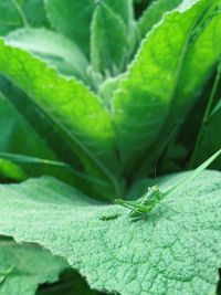 Close-up of green leaf