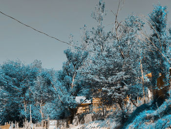 Plants and trees by building against sky during winter