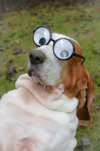 Close-up of dog wearing funny glasses 