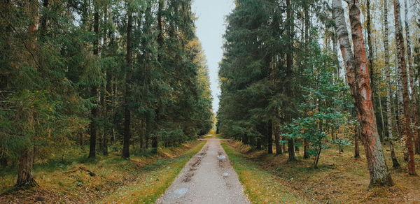 Road amidst trees in forest