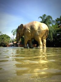 Elephant in water against sky