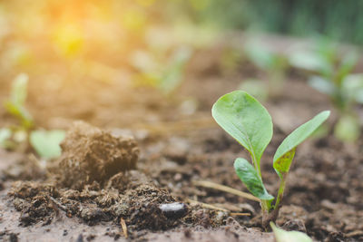 Close-up of seedling