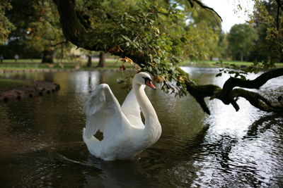 White swan swimming in the lake with open wings