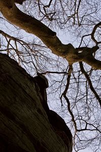 Low angle view of tree against sky