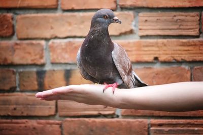 Close-up of pigeon perching on wall