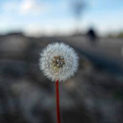 Close-up of dandelion against sky