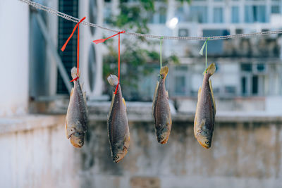 Close-up of fish in cage