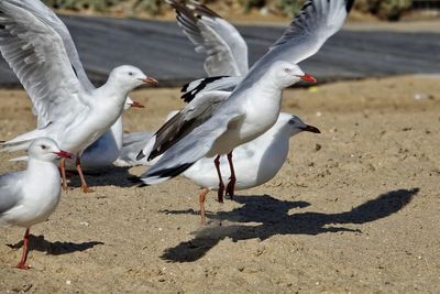 Seagulls flying over beach