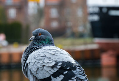 Close-up of pigeon perching outdoors