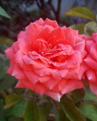 Close-up of pink rose