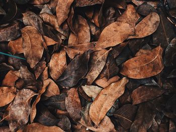 Full frame shot of dried leaves