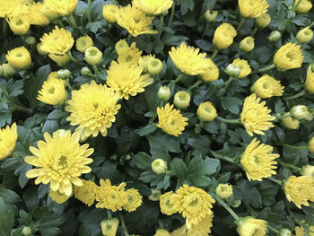 High angle view of yellow flowering plants