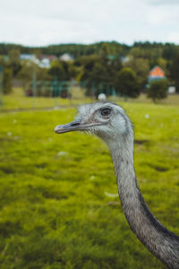 Ostrich or emu on a field