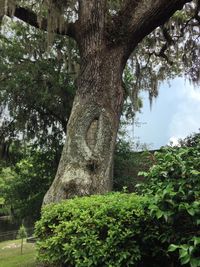 Trees in park