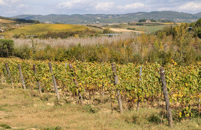 Scenic view of vineyard against sky