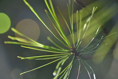 Close-up of fresh green leaf