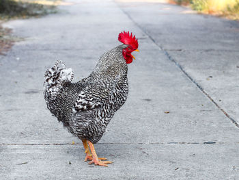 View of a bird on the footpath