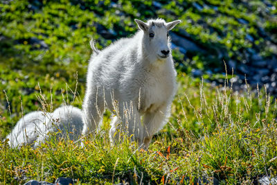 Sheep in a field