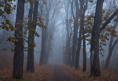 Trees growing in forest during autumn