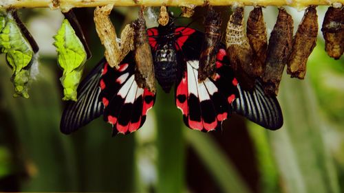 Close-up of butterfly on red flowers
