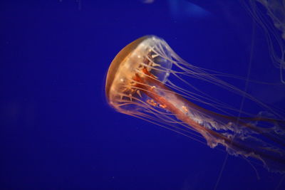 Close-up of jellyfish swimming in sea