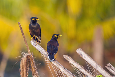 Close-up of birds perching on wood