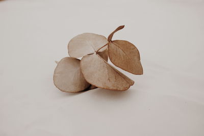 Close-up of dried eucalyptus leaves 