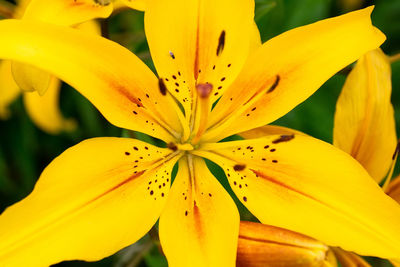 Close-up of yellow lily