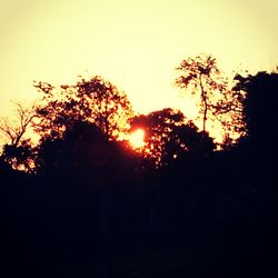 Silhouette of trees at sunset