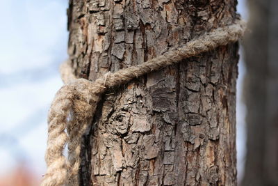 Close-up of tree trunk against sky