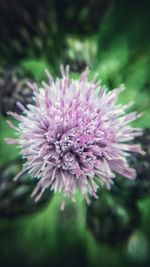 Close-up of pink flower