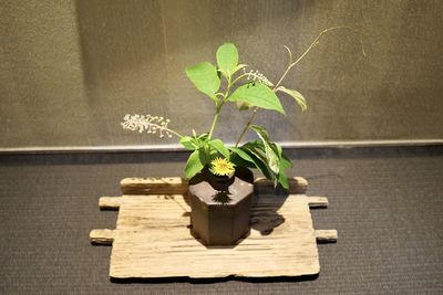 Close-up of small potted plant on table against wall