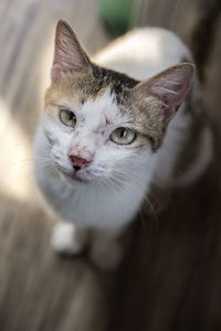 Close-up portrait of cat