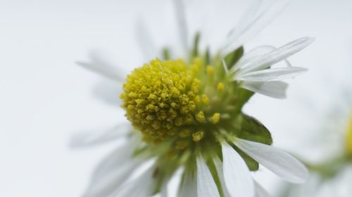 Close-up of flower