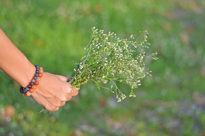 Close-up of hand holding plant