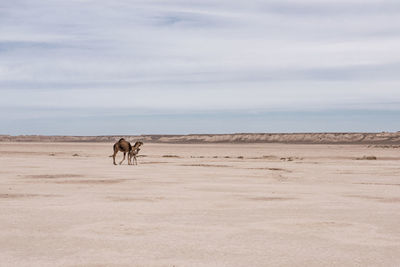 View of camel mother  and baby in the desert against sky